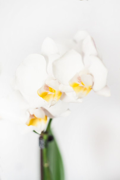 Phalaenopsis orkidea haara valkoinen valkoisella pohjalla
 - Valokuva, kuva