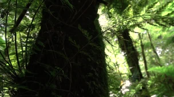 CLOSE UP: Вид на великий зарослий мохоподібний пишний стовбур дерева в красивому сонячному лісі
 - Кадри, відео