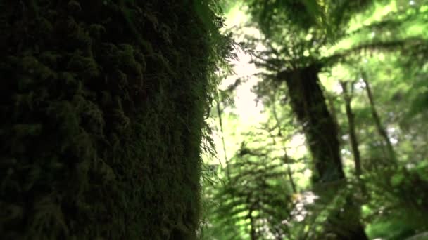 美しい森に大きな古い生い茂った苔緑豊かな木トランクのクローズ アップ ビュー - 映像、動画