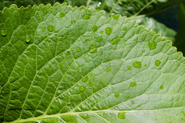 Background of a part of horseradish leaf closeup - Foto, Imagem