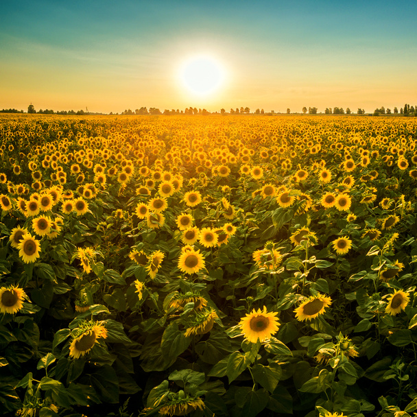 Pole s kvetoucí slunečnice na pozadí zapadajícího slunce. - Fotografie, Obrázek