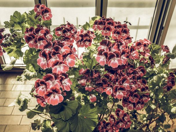 Винтажный выцветший цветок герань цветущих растений, широко известный как журавли
 - Фото, изображение