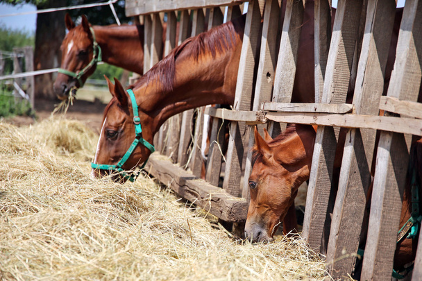 Jeunes juments et poulains de race pure mangeant du foin sec au ranch équestre
  - Photo, image