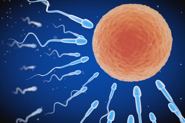 Les spermatozoïdes vont à l'Ovule. Rendu 3d
 - Photo, image