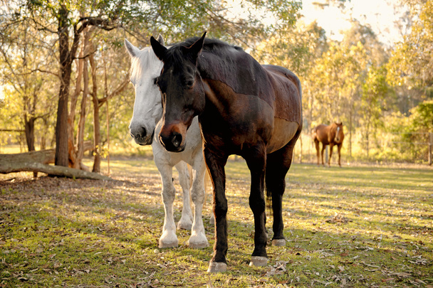 paarden in de paddock - Foto, afbeelding