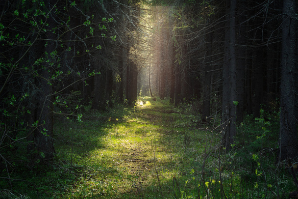 path in the forest illuminated by sunlight - Фото, зображення