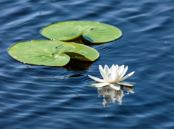 White water lily - Zdjęcie, obraz