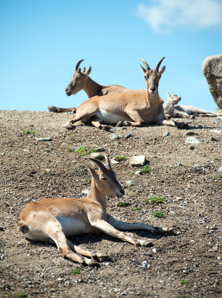 Ulusal Park'ta dinlenme buhara urials. - Fotoğraf, Görsel