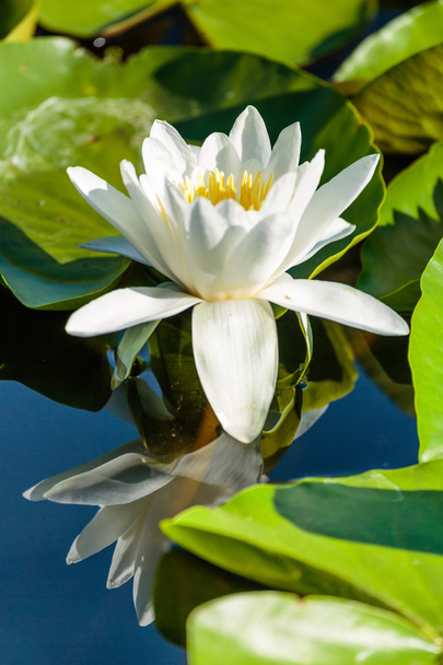 Water lily  growing - Foto, Imagen