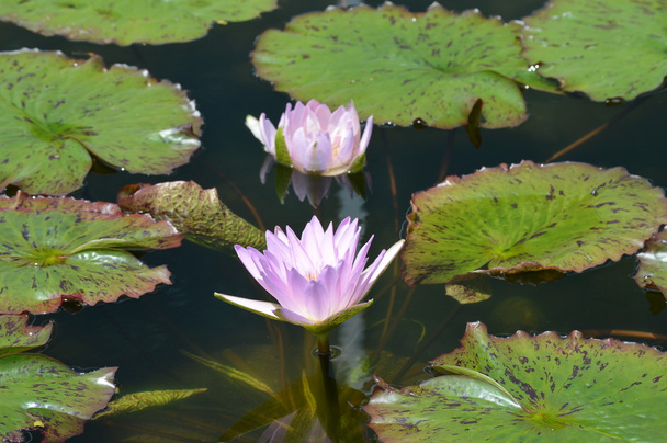 Водяная лилия
 - Фото, изображение
