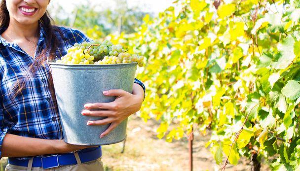 Grapes harvest in vineyard. Young beautiful Woman holds a bucket - Фото, зображення