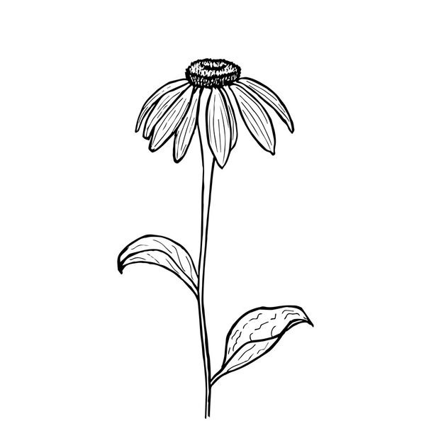 Vector illustration of hand drawn echinacea. Vintage echinacea - ベクター画像