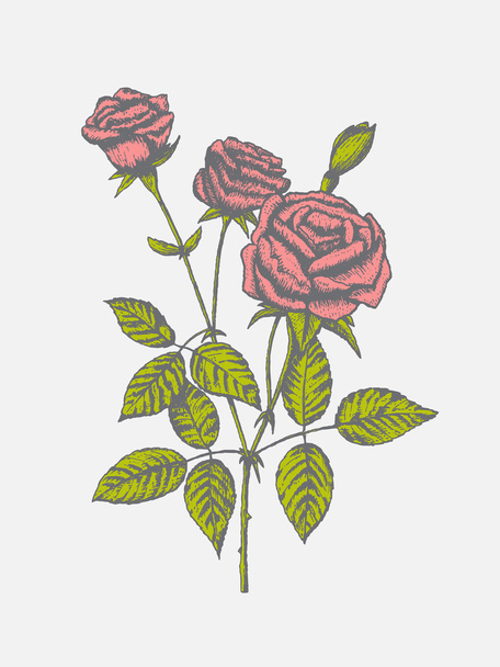 Colorful rose with leaves - Вектор,изображение