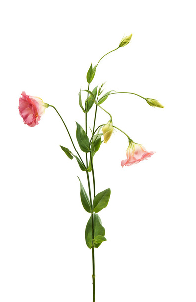 EUSTOMA λουλούδι τελειότητα - Φωτογραφία, εικόνα