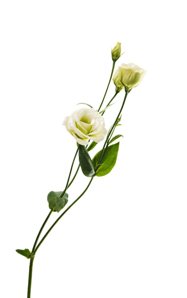 Eustoma kwiat doskonałości - Zdjęcie, obraz
