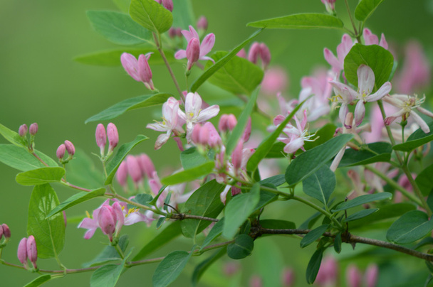 Розовая жимолость с зеленой лиственницей
 - Фото, изображение