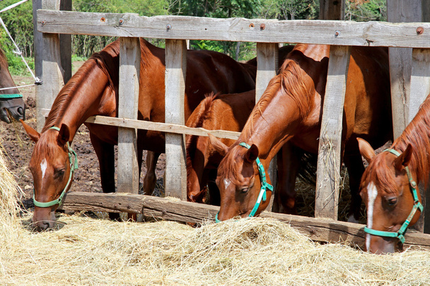 Belos cavalos jovens compartilhando feno na fazenda de cavalos
 - Foto, Imagem