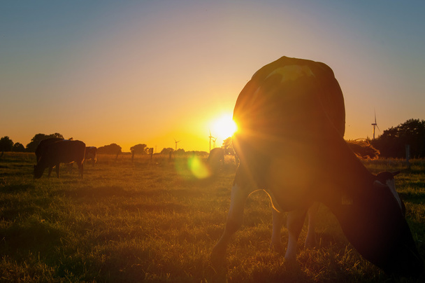 Vaches au pâturage au coucher du soleil - Photo, image