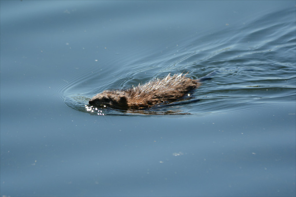 Muskrat Natação em um lago
 - Foto, Imagem