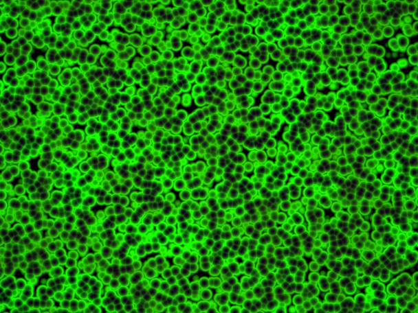 Kolonie sinic pod mikroskopem - Fotografie, Obrázek