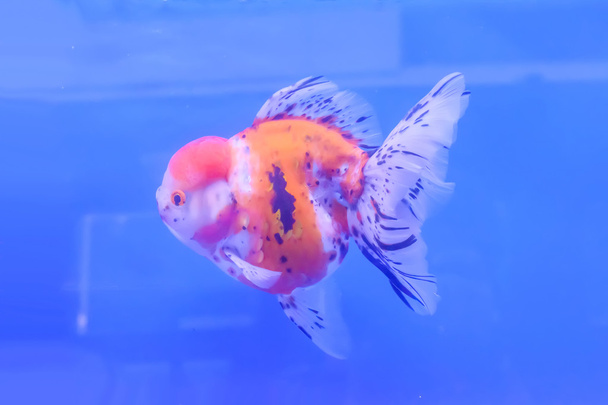 Peixe-dourado isolado no armário
 - Foto, Imagem