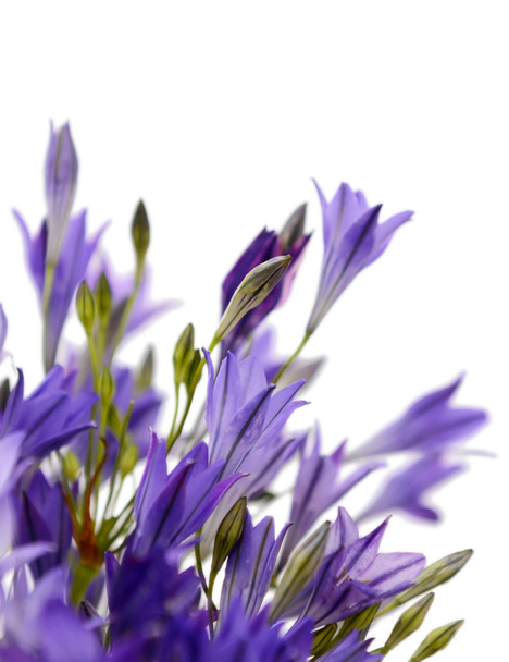 macro abstraite de fleurs de lys en grappe bleue
 - Photo, image