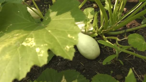 Groeiende courgettes. 2 shots. Close-up. - Video