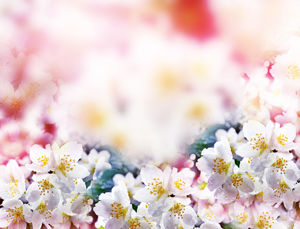 Bílý jasmín. Větev jemné jarní květiny - Fotografie, Obrázek
