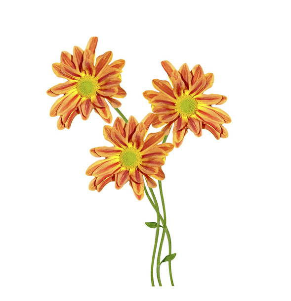 Autunno bellissimi fiori di crisantemo colorati isolati su cui
 - Foto, immagini