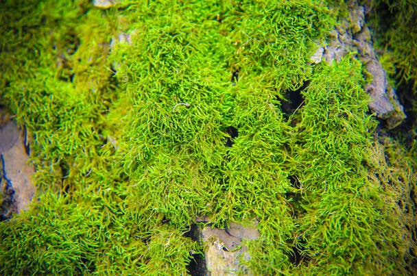 mousse verte texture de fond belle dans l'arbre
 - Photo, image