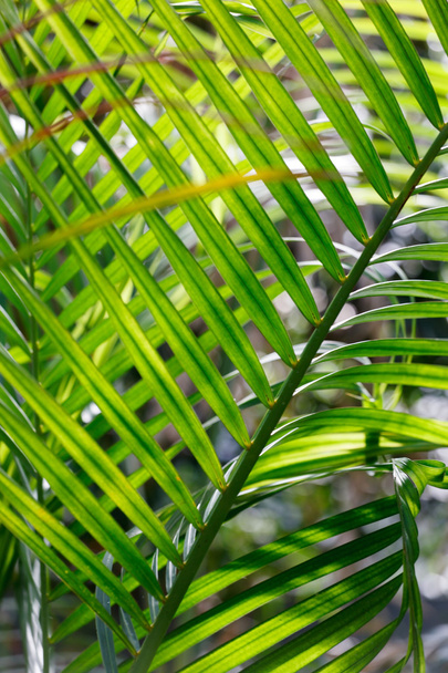 beautiful palm leaves - Photo, Image