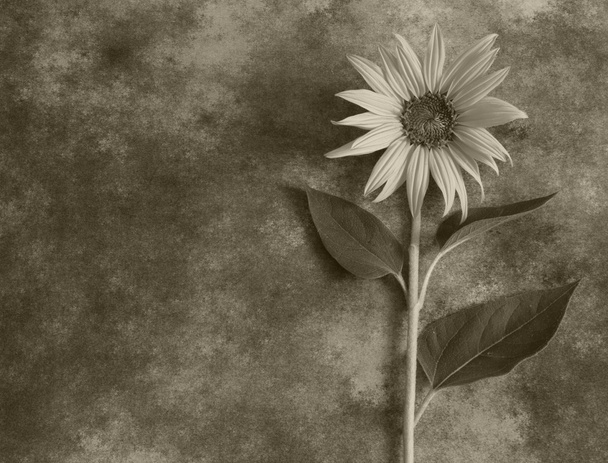 Condoleance kaart - grijze zonnebloem in bloei - Foto, afbeelding
