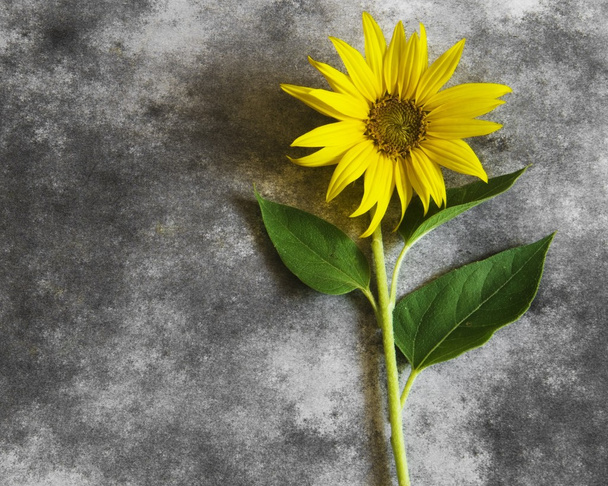 Condolence card - sunflower in blossom - Photo, Image