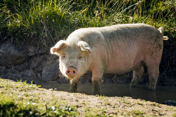junges Schwein in einer Pfütze - Foto, Bild