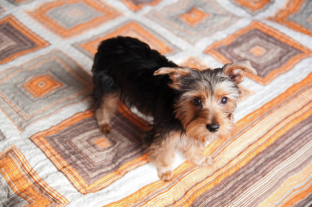 Yorkshire chiot terrier
 - Photo, image