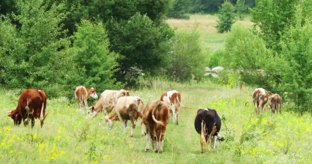 Vacas pastando en el prado verde del verano 4k
 - Metraje, vídeo