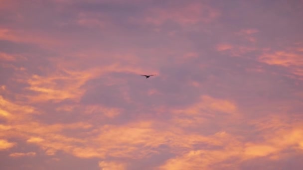 夕焼け空を背景に飛ぶカモメ - 映像、動画