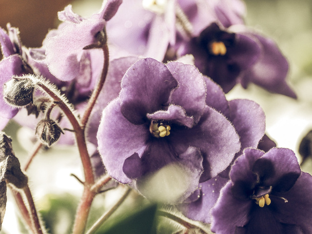 Vintage se desvaneció Flores de Saintpaulia africana Violeta planta de la casa
 - Foto, Imagen