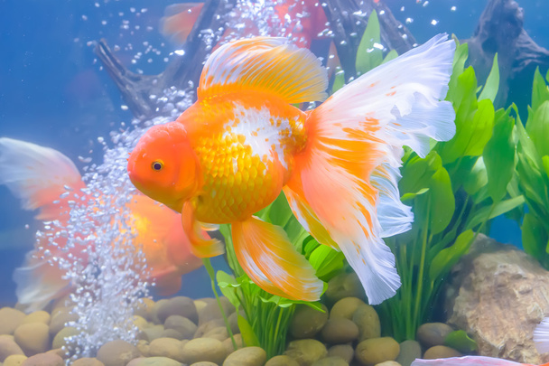 Kabinede Goldfish - Fotoğraf, Görsel