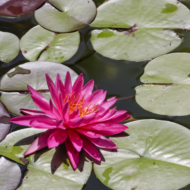 Красивая водяная лилия
 - Фото, изображение