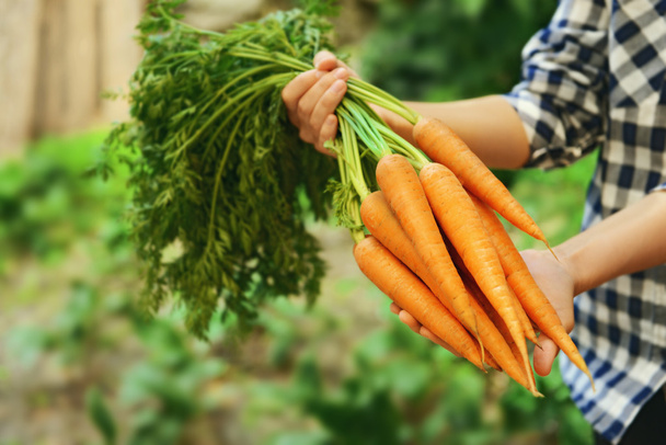 Woman holding fresh carrots - Fotografie, Obrázek