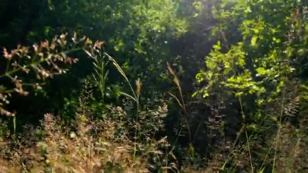 Gras met de zon van dichtbij in een bos, 's avonds bij zonsondergang, zonsopkomst - Video