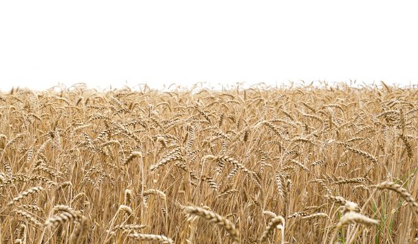 Wheat field and white background - Photo, Image
