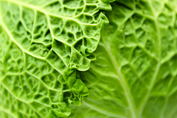 Fresh savoy cabbage - Foto, imagen