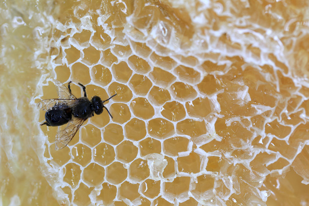 yakın çekim, petek ve bal arısı var. - Fotoğraf, Görsel