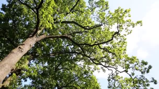 Raios solares fluindo através de galhos de árvores - visto de baixo
 - Filmagem, Vídeo