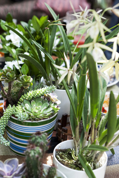 Beautiful Succulent plants in pots  - Fotoğraf, Görsel