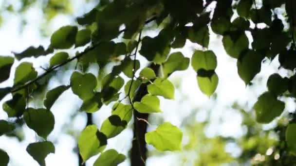 Forest trees leaf. nature green wood sunlight backgrounds. - Metraje, vídeo