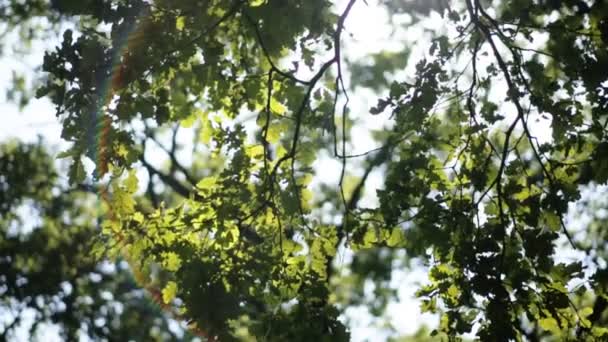 świeża zieleń liści w lesie kadrowanie słońce w środku i tworząc promienie światła - Materiał filmowy, wideo