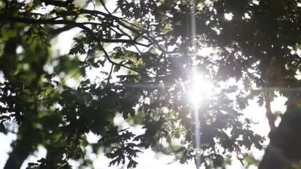 Friss zöld levelek, egy erdőben kialakítása a nap közepén, és alkotó fénysugarak - Felvétel, videó